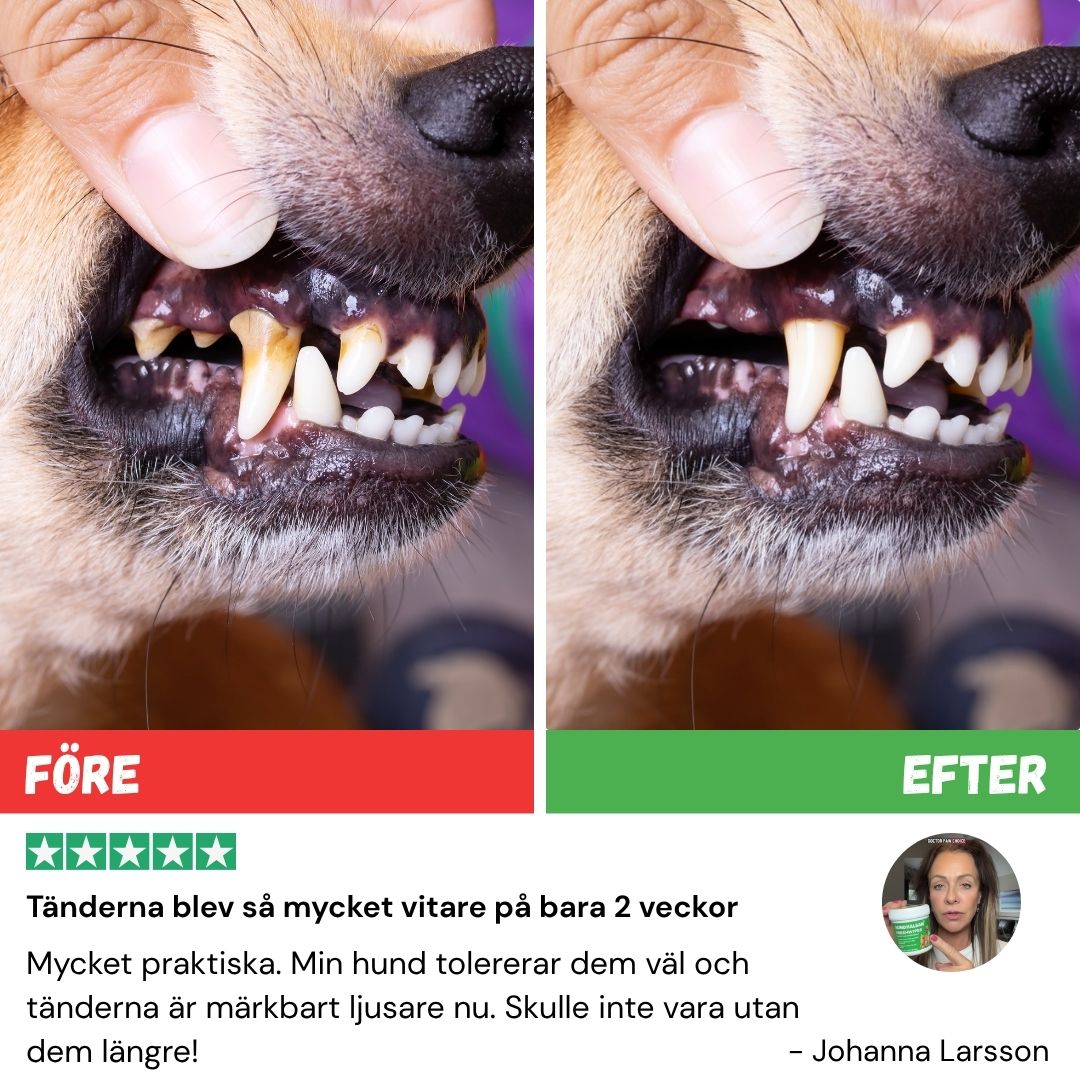Hundtanden™ – Lättare rutin, friskare hund!